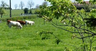 BARRAIS BUSSOLLES DANS L'ALLIER EN AUVERGNE