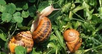 Escargots