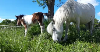 Camping à la ferme L'Hippocamp'