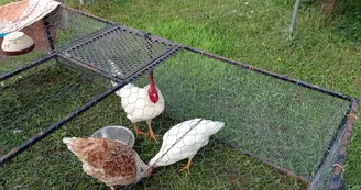 Camping à la ferme L'Hippocamp'