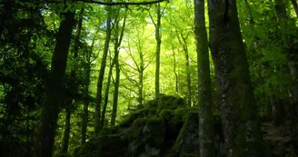 Sentier pédagogique du ruisseau ''Le Sapey''