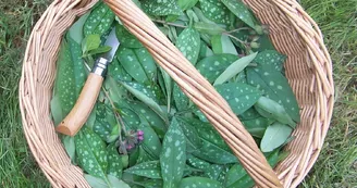 Plantes du Bourbonnais