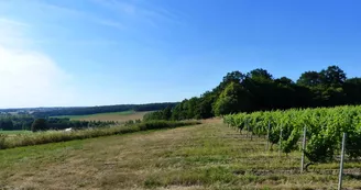 Vue sur les vignes et le bocage bourbonnais à Meillard Gîtes de France Allier en Auvergne