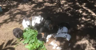 Manoir de "La Grand'Cour" et sa ferme pédagogique