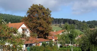 Aire Les Biefs - Minicamping