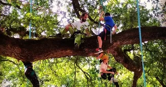 Graines d'arbres : Grimpe d'arbre et autres activités encadrées