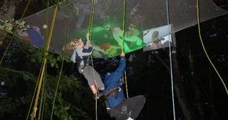 Graines d'arbres : Grimpe d'arbre et autres activités encadrées