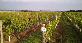 Circuit de la Rivière à la Vigne  1 - Départ de Meillard - PR 6