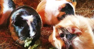 Ferme pédagogique du Domaine de la Ganne