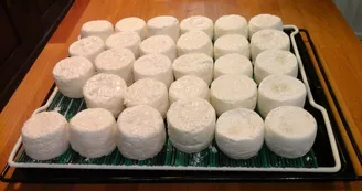 Les chèvres de la Guichard'hier