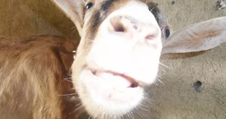 Les chèvres de la Guichard'hier