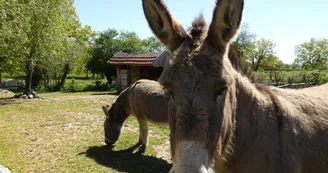 Lodges tentes Safari et Eco lodges tentes