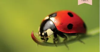 A la découverte des insectes