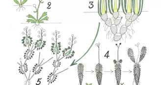 Au pied de mon arbre