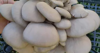 Les Champis du Lattay