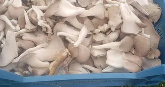 Les Champis du Lattay