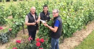 vigne-Aurelien---Bruno---Joel-12-16-9
