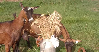 aire-camping-car-cabri-d-anjou-chemille-49-accam