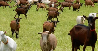 Cabri-D'Anjou-Chèvres