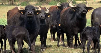 ranchbeausejour-guegniard-vauchretien-49