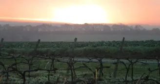 Domaine-de-la-Gironnière-vigneron-Mauges-sur-Loire-MSL©J.Subileau5 (2)