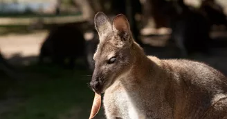 batailles kang 07-18