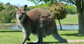 Jardin des Kangourous 2015 crédit A.Rosselin (4)