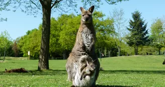 Jardin des Kangourous 2015 crédit A.Rosselin (43)