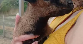 Petit chevreau de l'année