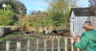 animaux-canard-automne-ferme-pedagogique-turmeliere-lire-oa-osezmauges