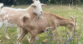 animaux-ferme-pedagogique-turmeliere-lire-©.LeanneTerol (30)
