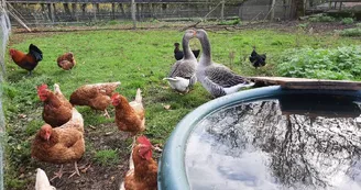 animaux-poule-oie-automne-ferme-pedagogique-turmeliere-lire-oa-osezmauges-(5)