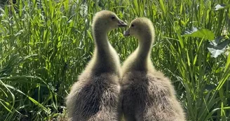 poussin-animaux-ferme-pedagogique-turmeliere-lire- (1)