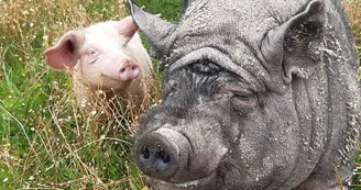 visite-a-la-ferme-la-guyonniere-cochons