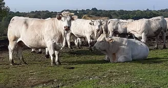visite-a-la-ferme-la-guyonniere-vaches