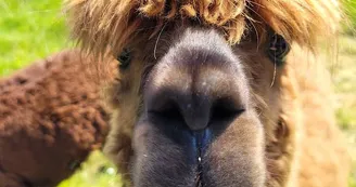 visite-a-la-ferme-la-guyonniere-alpaga