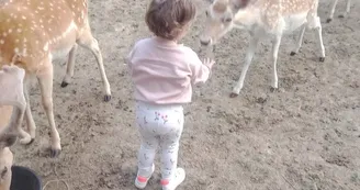 visite-a-la-ferme-la-guyonniere-nourrissage-daims