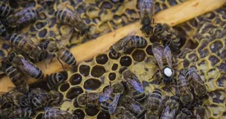 la-ruche-de-mary-saint-andre-de-la-marche-sev-ete-2022-abeille-reine©FrançoisCrampon