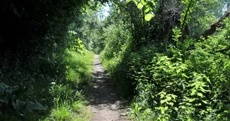 bena-balades-en-nature-accompagnée-sevremoine