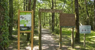 OREE D'ANJOU_Foret_Foucaudière_St Laurent-®B Briand ICI 027