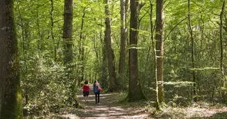 Forêt de la Foucaudière, Saint-Laurent-des-Autels