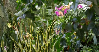 Serre tropicale des Antilles de Jonzac