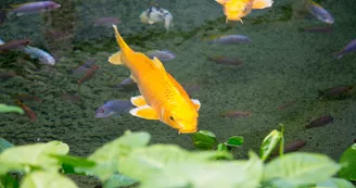 Serre tropicale des Antilles de Jonzac