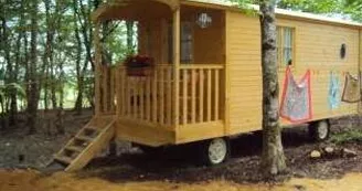 Les insolites du pinier