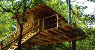 Les insolites du pinier