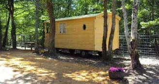 Les insolites du pinier