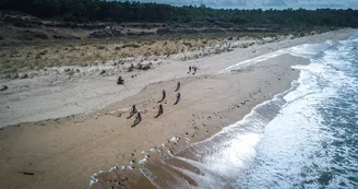 Fat Sand Bikes 17 - Ronce-les-Bains