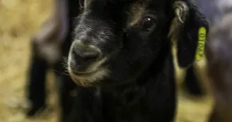 Chèvrerie Chez Boye