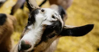 Chèvrerie Chez Boye