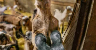 Chèvrerie Chez Boye